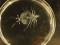 Phyllosoma-Larve einer Languste Phyllosoma-Larve einer Languste